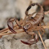 Stir italsky - Euscorpius italicus 0835